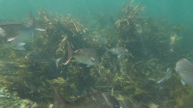 Australasian snappers Pagrus auratus playing among brown seaweeds in intertidal zone. Location: Leigh New Zealand