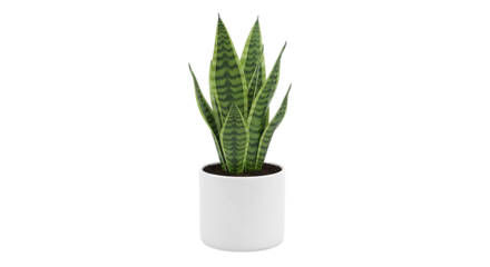 Snake plant Sansevieria green foliage Modern white pot home office decor Air purifier low care houseplant easy