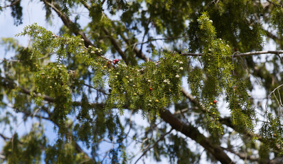 Fototapeta premium Flora of Gran Canaria - Juniperus cedrus, the Canary Islands juniper, young specimen, part of reforestation efforts
