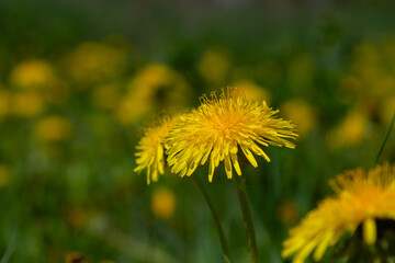 Bright yellow flowers of common dandelion thrive among lush green grass in a sunny meadow during springtime in a rural setting