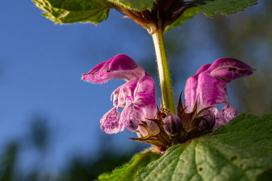 Blooming red dead-nettle showcases vibrant purple flowers and distinctive toothed leaves in a natural habitat during springtime light
