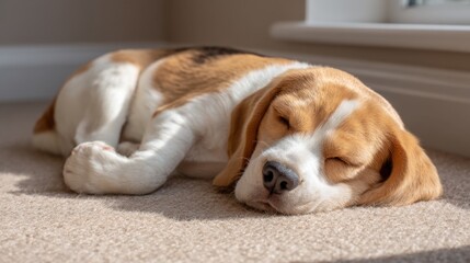 Fototapeta premium Cute Beagle Puppy Sleeping Comfortably on Soft Carpet in Sunlight with a Relaxed Expression and Adorable Floppy Ears and Paws Curled Up