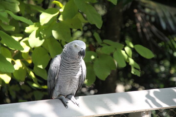 Obraz premium Birds in Bird Park