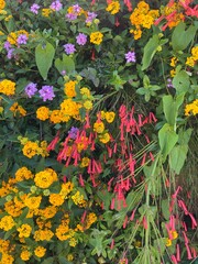 Colorful summer flower bed with yellow lantana, red cuphea, and purple verbena for garden design and floral gardening backdrop