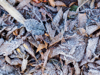 12月摩耶山で霜をまとう落ち葉