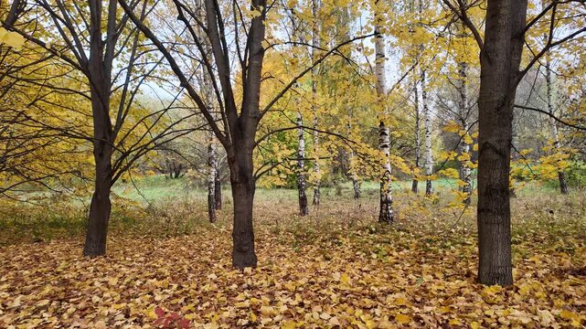 Beautiful nature, autumn landscape in a city park, yellow copper leaves on the ground. High quality 4k footage