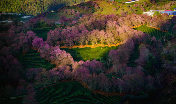 Beautiful blooming Wild Himalayan Cherry (local name: Tớ D&agrave;y) flowers against a vibrant blue sky. Photographed in December in Sapa, Lao Cai province, Northern Vietnam. This flower is a symbol of sprin