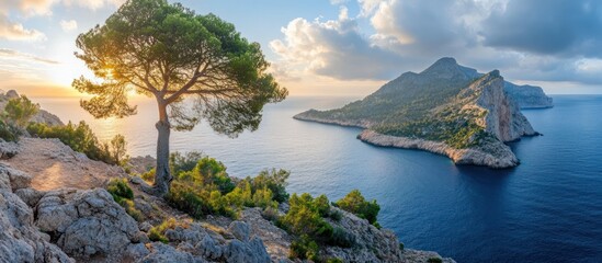 Coastal landscape at sunrise with a prominent pine tree