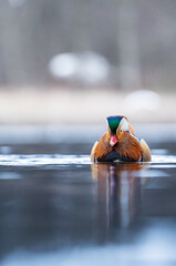 Mandarin duck 