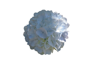 [PHOTO] White Hydrangea Flower Cluster Transparent PNG Cutout