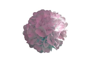 [PHOTO] Pink Hydrangea Flower Cluster Transparent PNG Cutout