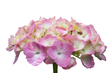 [PHOTO] Pink and White Hydrangea Flower Cluster Transparent PNG Cutout