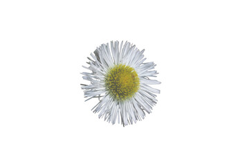 [Transparent Background] Small White Wildflower Isolated PNG [Photo]