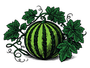 Fresh green striped watermelon fruit growing on a leafy vine.