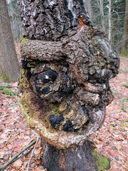 Chaga (błyskoporek podkorowy, Inonotus obliquus) to pasożytniczy grzyb rosnący głównie na brzozach w chłodnych rejonach, znany z medycyny ludowej jako „grzyb nieśmiertelności” Występuje w różnego typ © JDziedzic