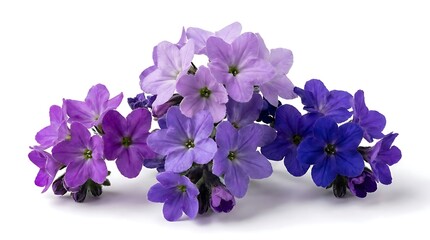 Purple flowers in gradient shades isolated on white background