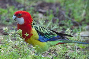 Eastern Rosella (Platycercus eximius), on the ground eating plant seeds, Belair National Park, Adelaide, South Australia.