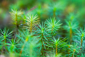 Close-Up of Vibrant Green Moss Plants with Needle-Like Leaves in Forest Understory
