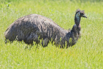 Emu, (Dromaius novaehollandiae), in grassland at the Belair National Park, Adelaide, South Australia.