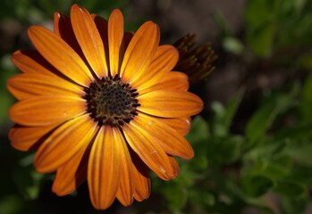 orange flower in the garden