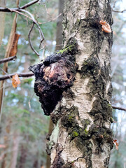 Chaga (błyskoporek podkorowy, Inonotus obliquus) to pasożytniczy grzyb rosnący głównie na brzozach w chłodnych rejonach, znany z medycyny ludowej jako „grzyb nieśmiertelności” Występuje w różnego typ © JDziedzic