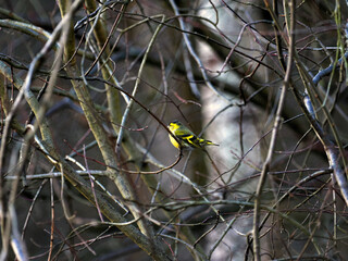 Mały ślicznie ubarwiony  czyż pospolity, (Spinus spinus) wśród  bezlistnych gałęzi w zimie.  Najłatwiej zauważyć czyża zimą na gałęziach olchy lub brzozy w różnych środowiskach, gdzie rosną te drzewa © JDziedzic