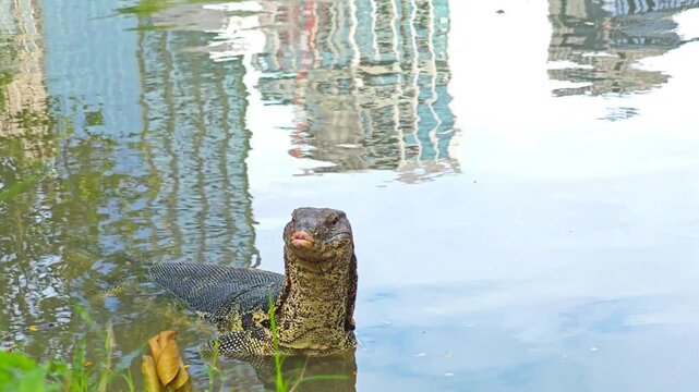 Head of an Asian water monitor lizard in a pond with buildings reflected on the surface, Lumpini Park, Bangkok, Thailand