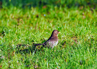 Samica Kos (Turdus merula) wiosną przeszukuje trawniki w poszukiwaniu pożywienia dla piskląt. Samice kosa z wierzchu są zabarwione na ciemny kolor oliwkowobrązowy do oliwkowoszarego. © JDziedzic