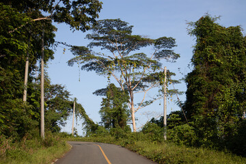 Asphalt Road in Tropical Countryside Under Blue Sky and Tall Trees