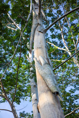Lush Green Tree Canopy Against a Clear Blue Sky in Bright Sunlight