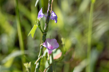 Small Purple Wildflowers Climbing Among Green Grass in Sunlight
