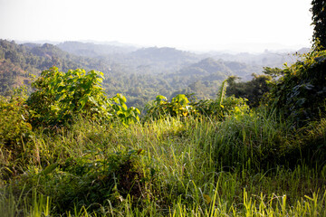 Lush Green Grass on a Hill Overlooking Tropical Forest and Blue Sky