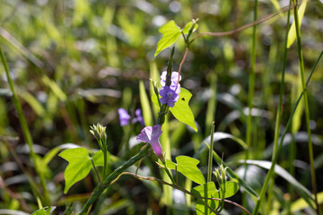 Close Up of Purple Wildflowers and Green Leaves Vines in Sunlight