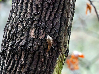 Pełzacz leśny (Certhia familiaris) to gatunek małego ptaka z rodziny pełzaczy. To ptak ruchliwy i mało płochliwy. Nie jest ptakiem skrytym, choć maskujące upierzenie utrudnia jego zauważenie. © JDziedzic
