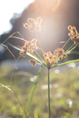 Sunlit Wild Grass Flower Symbolizing Bright Hope and Natural Radiance