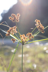Close Up of Wild Grass Flowers with Backlight and Soft Bokeh Background