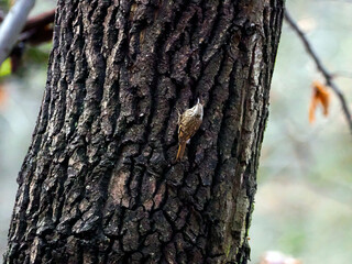 Pełzacz leśny (Certhia familiaris) to gatunek małego ptaka z rodziny pełzaczy. To ptak ruchliwy i mało płochliwy. Nie jest ptakiem skrytym, choć maskujące upierzenie utrudnia jego zauważenie. © JDziedzic
