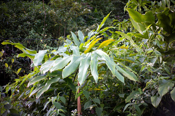 Large Tropical Green Leaves of Exotic Plant in Dense Jungle