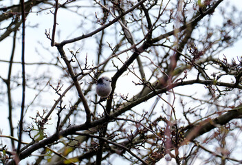 Raniuszek zwyczajny (Aegithalos caudatus) wśród bezlistnych gałązek na przedwiośniu.  Ma charakterystyczna sylwetka: kulisty tułów i nieproporcjonalnie długi, czarno-biały ogon. © JDziedzic