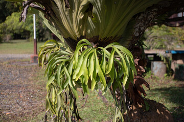 Large Staghorn Fern Growing Epiphytically on a Tree Trunk in a Tropical Environment