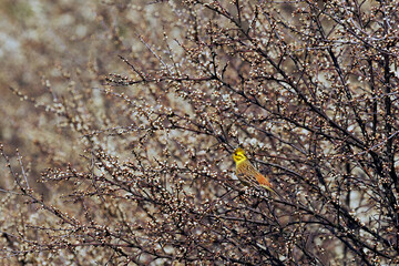 Trznadel zwyczajny  (Emberiza citrinella) wczesną wiosną  w szacie godowej  wśród wiosennych gałązek. Jesienią i zimą pożywienie jego to nasiona traw, najróżniejszych chwastów i ziarna zbóż. © JDziedzic
