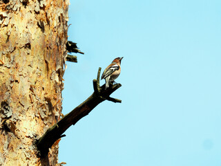 Zięba (zwyczajna) (Fringilla coelebs) wiosną  w szacie godowej  wśród wiosennego lasu.  Zazwyczaj żeruje na ziemi. Zjada głównie nasiona oraz owoce jagodowe, jabłek, śliwek, porzeczek i gruszek. © JDziedzic