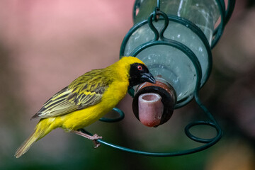 South African birds - male southern masked-weaver drinks from a feeder in a garden