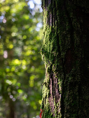 Vibrant Green Moss on Tree Trunk with Dreamy Forest Bokeh Representing Vitality and Harmony