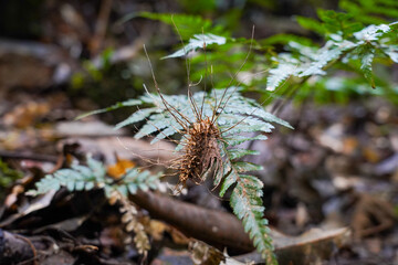 Parasitic Cordyceps Fungus Emerging from Insect Host on Rainforest Floor with Ferns
