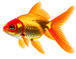 A vibrant goldfish with a red head and golden body swimming gracefully.