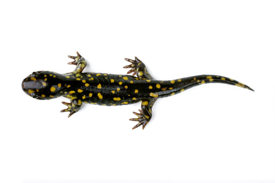 juvenile Tiger salamander // junger Tigersalamander (Ambystoma tigrinum)