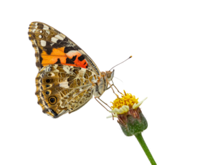 Close-up of a Painted Lady Butterfly on a Small Flower.