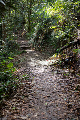 Sunlit Forest Path with Stone Steps Representing Guidance and Progress