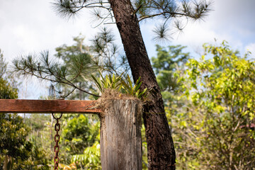 Epiphytic Orchid Plant Growing on a Weathered Wooden Post in a Park